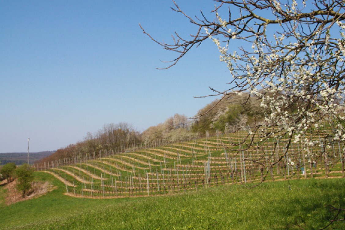 Weingut Edling Neuen Weinberg Angelegt Ro Dorf